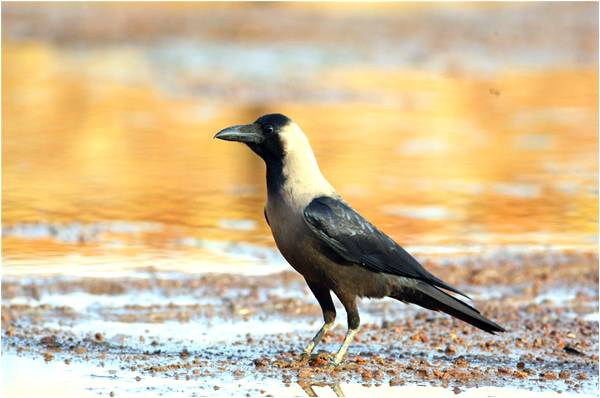 The Crow Menace