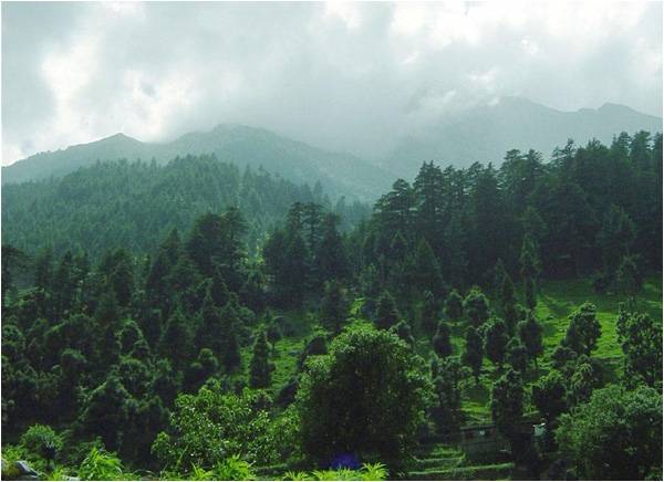 Governing the forests