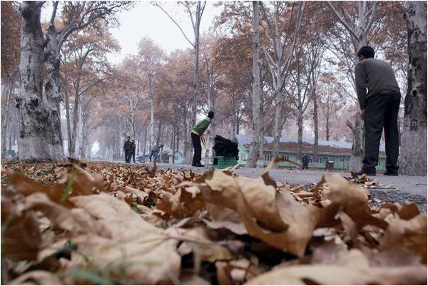 Peace under the Chinar trees