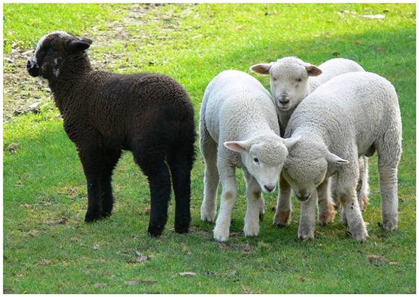The black sheep