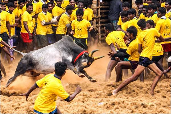 Not just about bulls