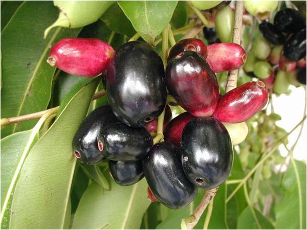 Indigenous delight