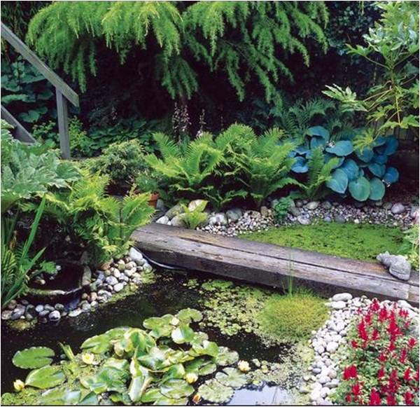 An urban wildlife garden