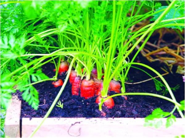 Carrots and friends