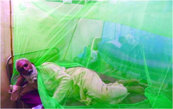 Dengue stalks Peshawar