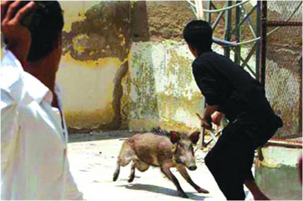 Too ‘boaring’ for the authorities?