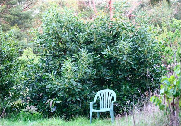 Growing your own avocado supply - II