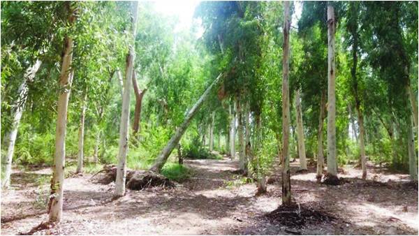 Timber heist in Jhang
