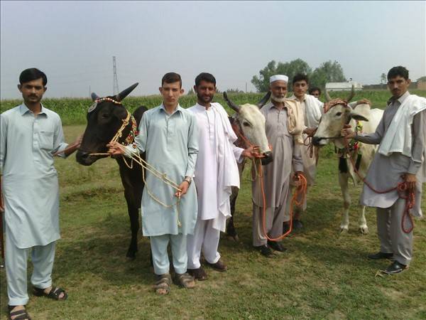 Racing bulls in Swabi