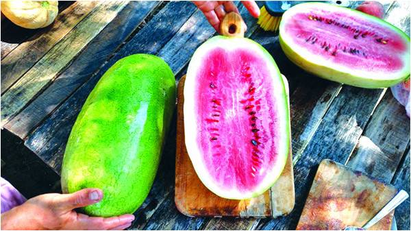 Wonderful World of Watermelons
