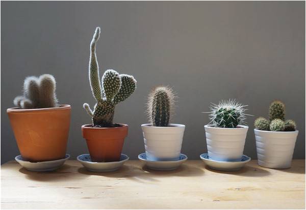Comfortable with cacti