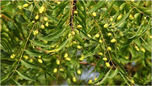 All-curing Neem