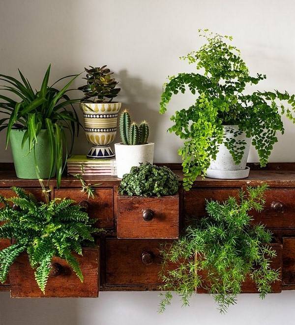 Pot-Perfect Houseplants