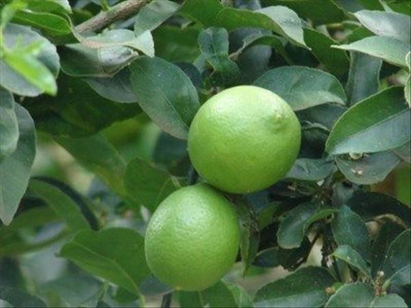 Your own endless supply of lemons