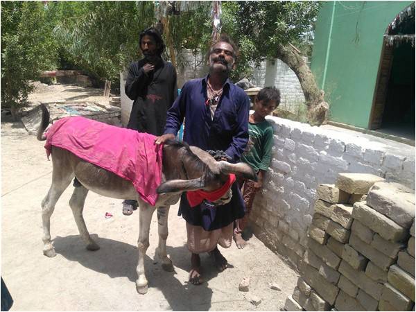 Donkeys and healing miracles