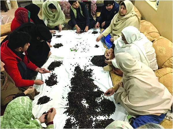 Counting blessings on 125,000 fruit-pits