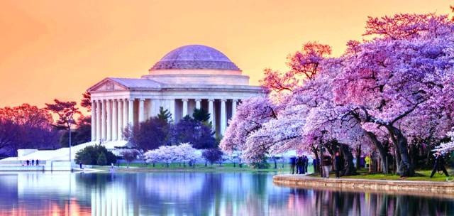 Washington’s Flower Festival defies the Pandemic