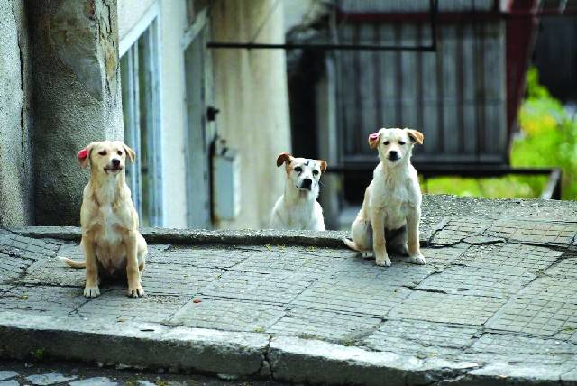 Find humane ways to control canine population