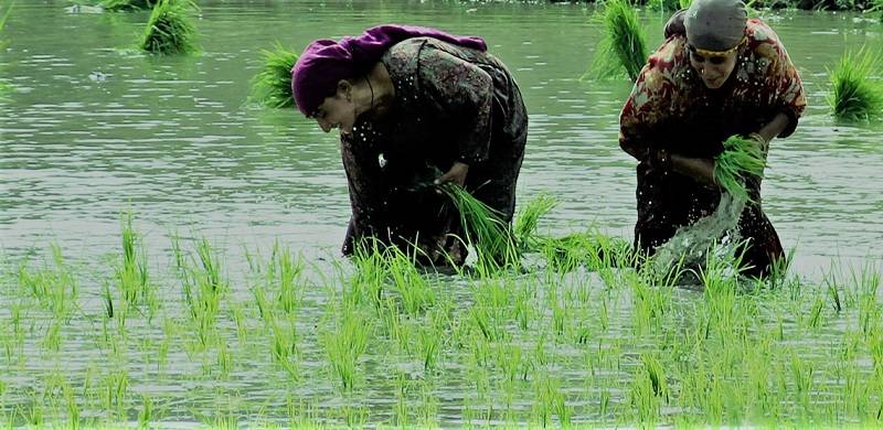An Emergent Critical Mass: Newly Empowered Rural Women Of Sindh And How The Government Can Support Them