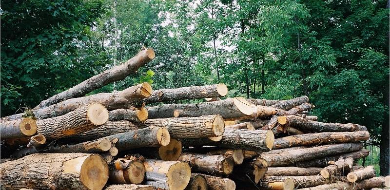 A Lone Activist Is Fighting Climate Change In KP, Planting Millions Of Trees