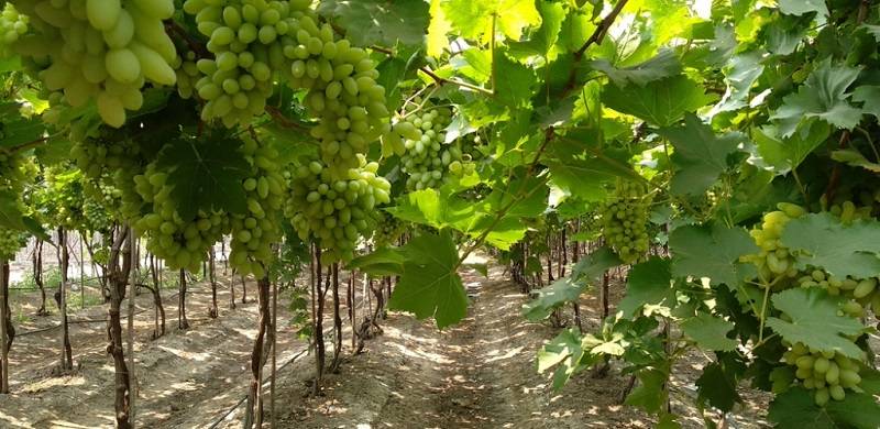 Smart Agriculture In Balochistan: A Response To Climate Change And Drought