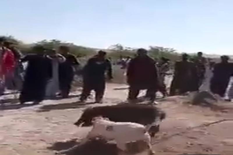 20 Booked For Torturing Pig To Death 'For Fun' In Badin