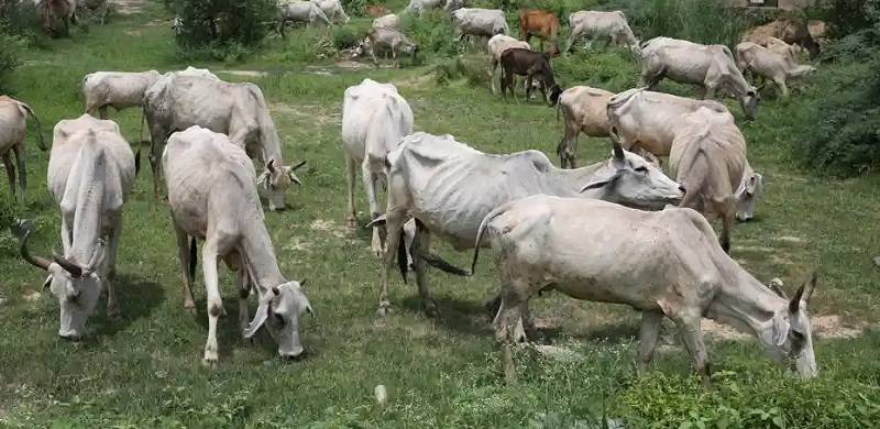 Holier Than Thou: BJP-Ruled States Consider Whether The Value Of A Cow's Life Exceeds That Of Humans