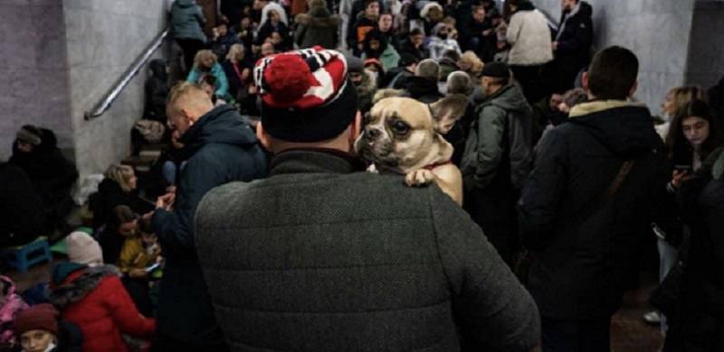 No Pet Left Behind: Is There A Case For Animal Refugees?