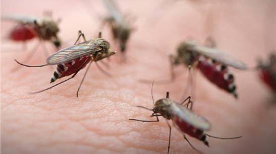 West Nile Fever: Pakistan Must Get Ready For Yet Another Vector-Borne Disease
