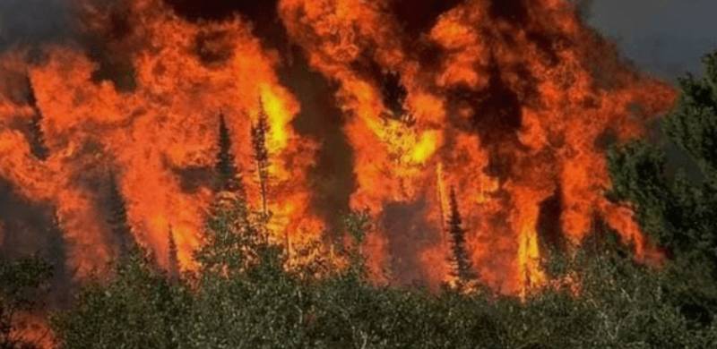 KP CM Directs Action Against Forest Arsonists