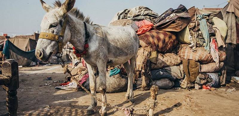 The Sacred And The Dead: Notes On The Lives Of Animals