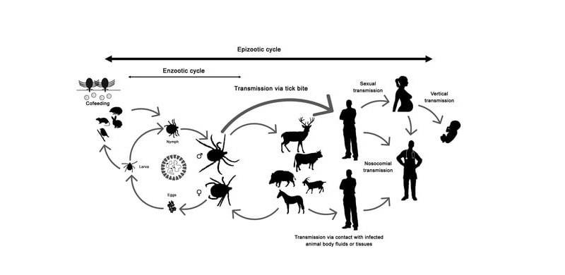The Looming Threat Of Crimean-Congo Hemorrhagic Fever (CCHF)