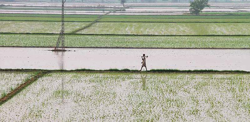 Why Is Pakistan’s Agrarian Portfolio In A State Of Stagnation?