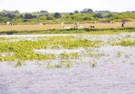 What Is The Long Term Impact Of The Floods?