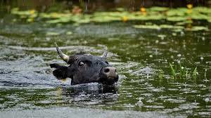 Millions Affected By Loss of Homes, Death Of Livestock And Infrastructure Breakdown