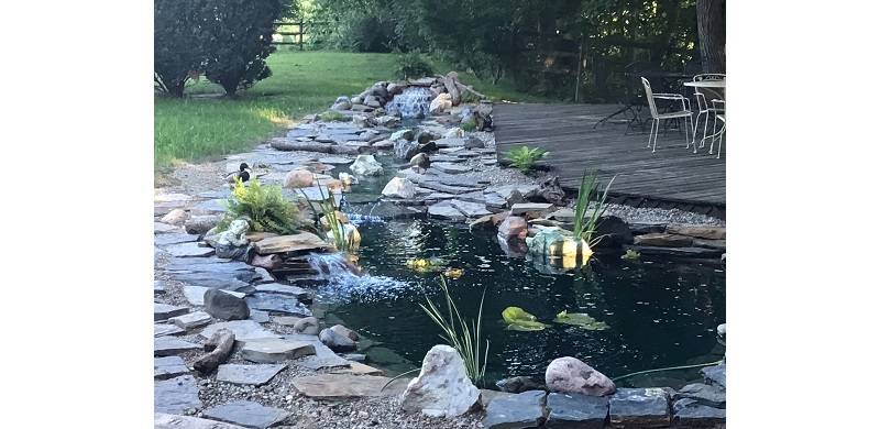 Zip-Lining Spiders, Dancing Dragonflies And Smiling Lily Flowers: A Rare Peek Into My Neighbours' Lives