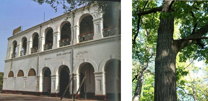 Rohri Of Yore: The Fate Of Old Trees And A Nautch Ghar