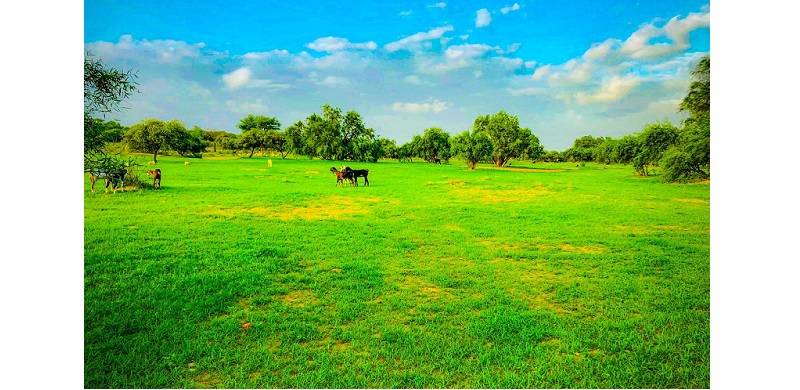 Rainfall Has Turned The Thar Desert Green