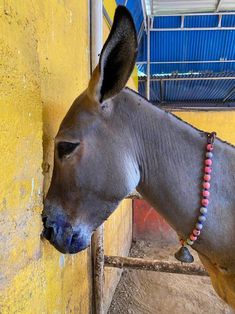 Gang Pour Acid Down Donkey's Mouth And Throat