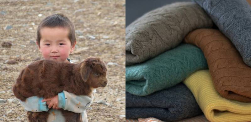 The Real Cost Of A Cashmere Sweater