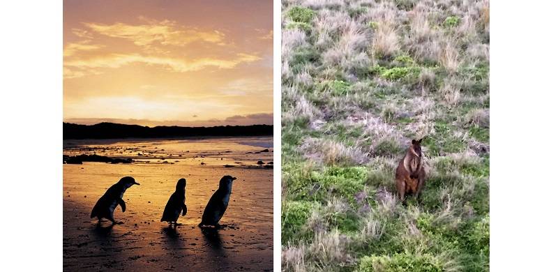 Looking For Penguins In Australia And Finding Much More