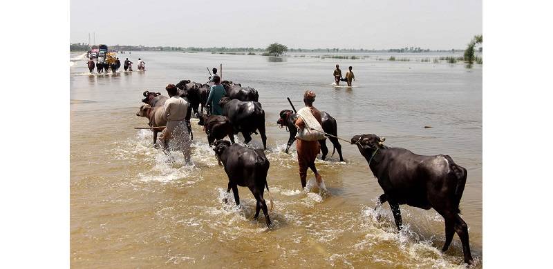 Resilience, Conflict, And Disaster Management