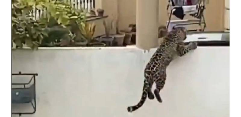 Three Hurt As Leopard In Islamabad 'Breaks Free'