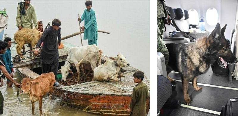 Animals Are Sharing Humans' Suffering In Ongoing Disasters