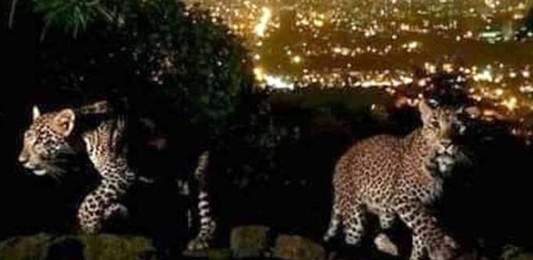 Setting New Wildlife Standards After Leopard Spreads Terror In Islamabad