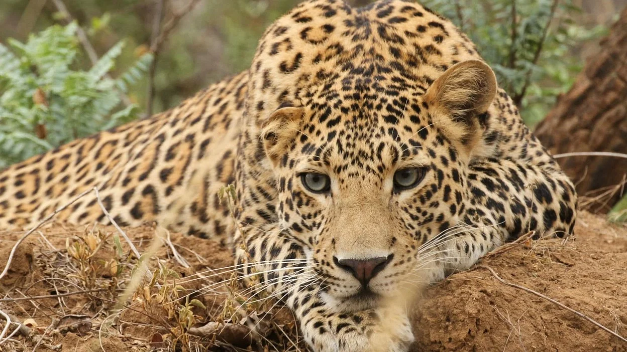 Where Is The Leopard That Was Rescued From DHA?