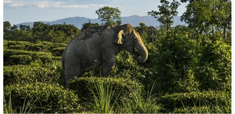 Indian Temple Replaces Elephant With Robot For Worship
