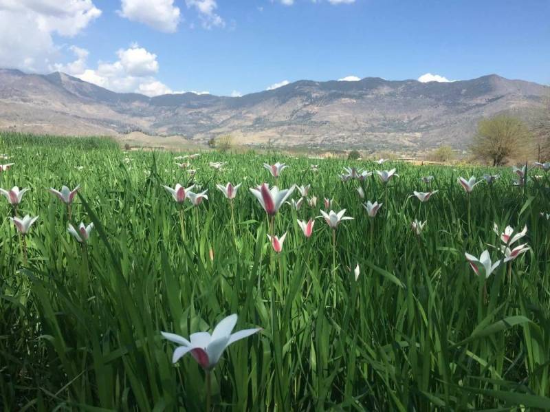 The Tulips of Bajaur