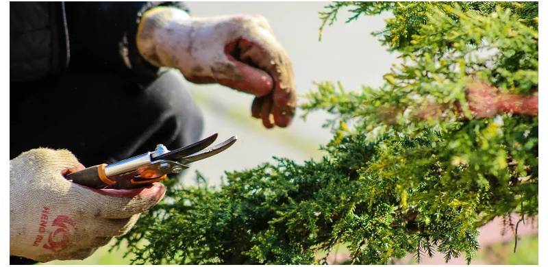 Plants Make Noise When Being Cut Or Thirsty: Research