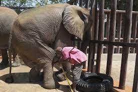 Noor Jehan’s Recovery, Future And Survival Depends On The Zoo: Four Paws